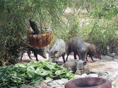 javelina in lily pond